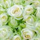P+ D Serviette, White rose, 3 lagig, 25x25cm, 1/4 Falz, 20 St&uuml;ck