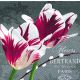 P+ D Serviette, Rembrandt tulips, 3 lagig, 33x33cm, 1/4 Falz