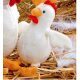 Glorex Creativ Set Huhn Lilly, 1 Stück