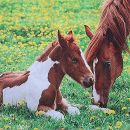 P+ D Serviette, Mother horse and foal, 3 lagig, 33x33cm,...