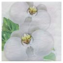 Serviette Orchidee, 3 lagig, 33x33cm, 1/4 Falz