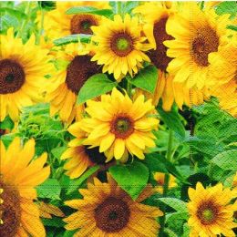 P + D Serviette, Field of Sunflowers, 3 lagig, 33x33cm, 1/4 Falz
