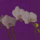 P + D Serviette, Butterfly orchid, 3 lagig, 33x33cm, 1/4 Falz
