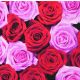 P+ D Serviette, Pink & red roses, 3 lagig, 33x33cm, 1/4 Falz